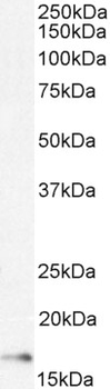 Goat Anti-AIF1/IBA1 isoform 1 and 3 (Rat reactivity only) Antibody