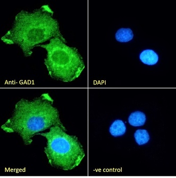 GAD1 (isoform GAD67) Antibody