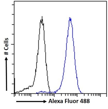 GAD1 (isoform GAD67) Antibody