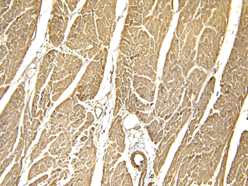 CAV3 Antibody