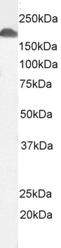 Goat anti-CD11A / integrin alpha L Antibody