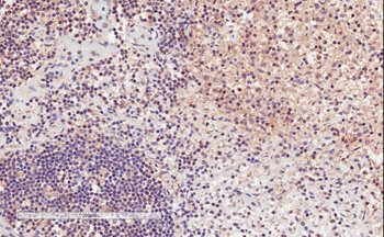 Goat anti-CD11A / integrin alpha L Antibody