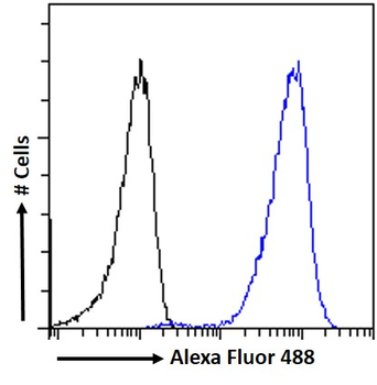 P2RX7/P2X7 receptor Antibody