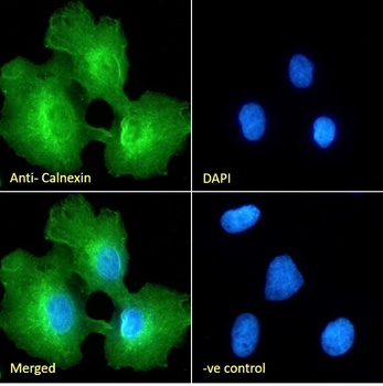 Calnexin Antibody