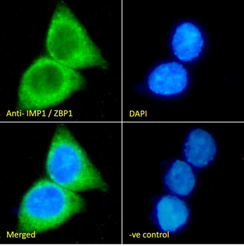 IMP1/ZBP1 Antibody