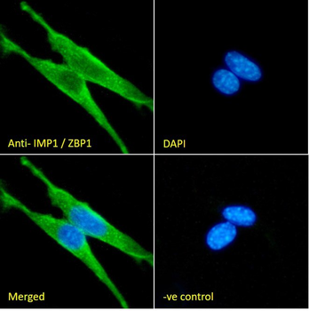 IMP1/ZBP1 Antibody