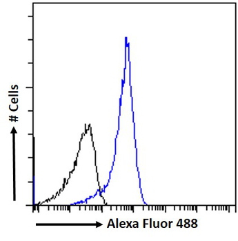 IMP1/ZBP1 Antibody