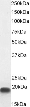 CIRBP (aa 81-91) Antibody