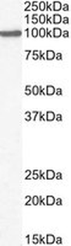Positive Control Lysate for anti- GPR94 / TRA1 antibody