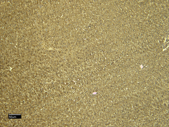 CTGF Antibody