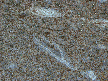 TLR4/CD284 Antibody