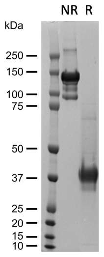AVS Bio - hRSPO1-Fc