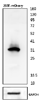 mCherry Goat Polyclonal Antibody