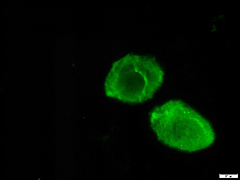 mCherry Goat Polyclonal Antibody