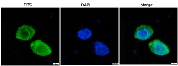 mCherry Goat Polyclonal Antibody