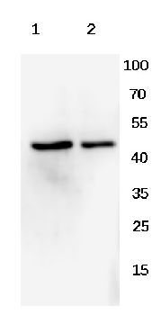 Goat Anti-Rabbit IgG (H+L) Antibody (HRP)