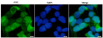 mScarlet Mouse Monoclonal Antibody