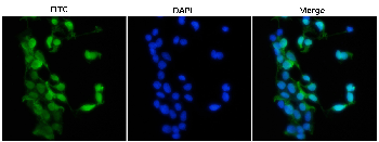 mCherry Rabbit Polyclonal Antibody