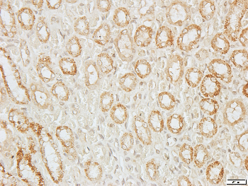 BAX Rabbit Polyclonal Antibody