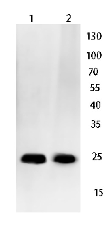 BAX Rabbit Polyclonal Antibody