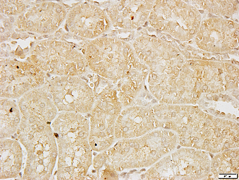 Cyclin G1 Rabbit Polyclonal Antibody