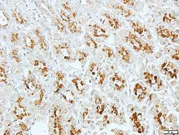 Collagen 6 alpha 2 Rabbit Polyclonal Antibody