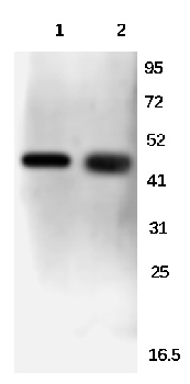 GATA1 Rabbit Polyclonal Antibody