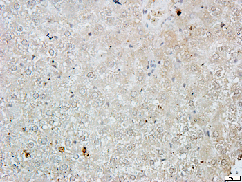 GATA1 Rabbit Polyclonal Antibody