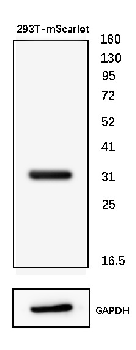 mScarlet Rabbit Polyclonal Antibody