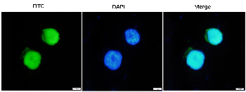 mCherry Recombinant Rabbit Monoclonal Antibody
