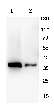 Goat Anti-mouse IgG (H+L) Antibody (HRP)
