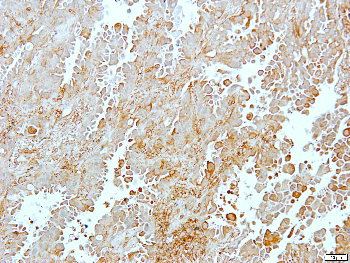 Beta-actin Rabbit Polyclonal Antibody