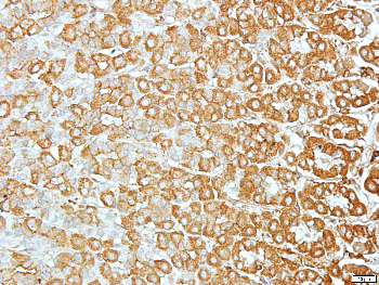 Beta-actin Rabbit Polyclonal Antibody