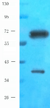 TUBB3 Mouse Monoclonal Antibody
