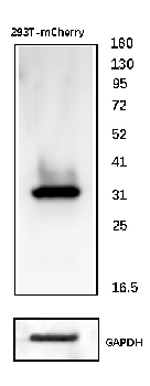 mCherry Chicken Polyclonal Antibody
