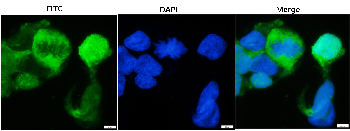 mCherry Chicken Polyclonal Antibody