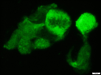mCherry Chicken Polyclonal Antibody