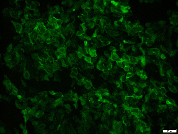 mCherry Chicken Polyclonal Antibody