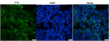 mCherry Chicken Polyclonal Antibody