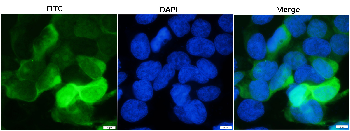 mCherry Chicken Polyclonal Antibody