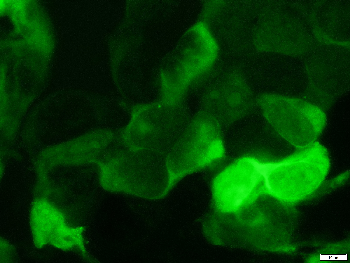mCherry Chicken Polyclonal Antibody