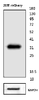 mCherry Mouse Monoclonal Antibody