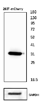mCherry Rabbit Polyclonal Antibody