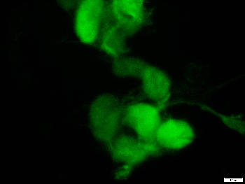 mCherry Rabbit Polyclonal Antibody