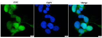 mCherry Rabbit Polyclonal Antibody