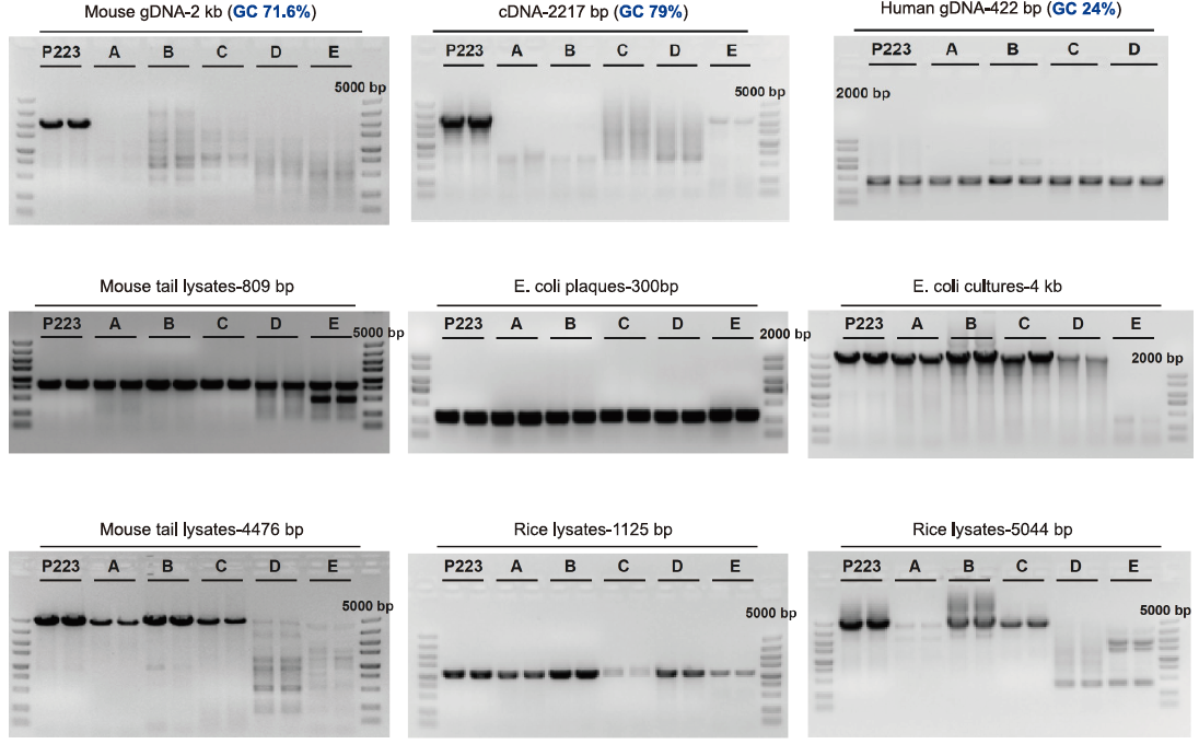 Vazyme - 2 × Rapid Taq Plus Master Mix (Dye Plus)
