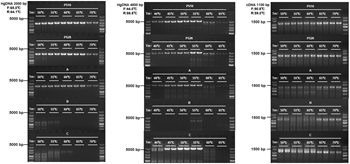 Vazyme - 2 × Phanta UniFi Master Mix (Dye Plus)