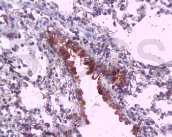 MyD88 Rabbit Polyclonal Antibody