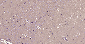 CD90/Thy-1 Rabbit Polyclonal Antibody