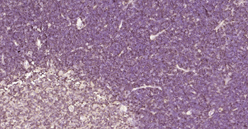CD90/Thy-1 Rabbit Polyclonal Antibody